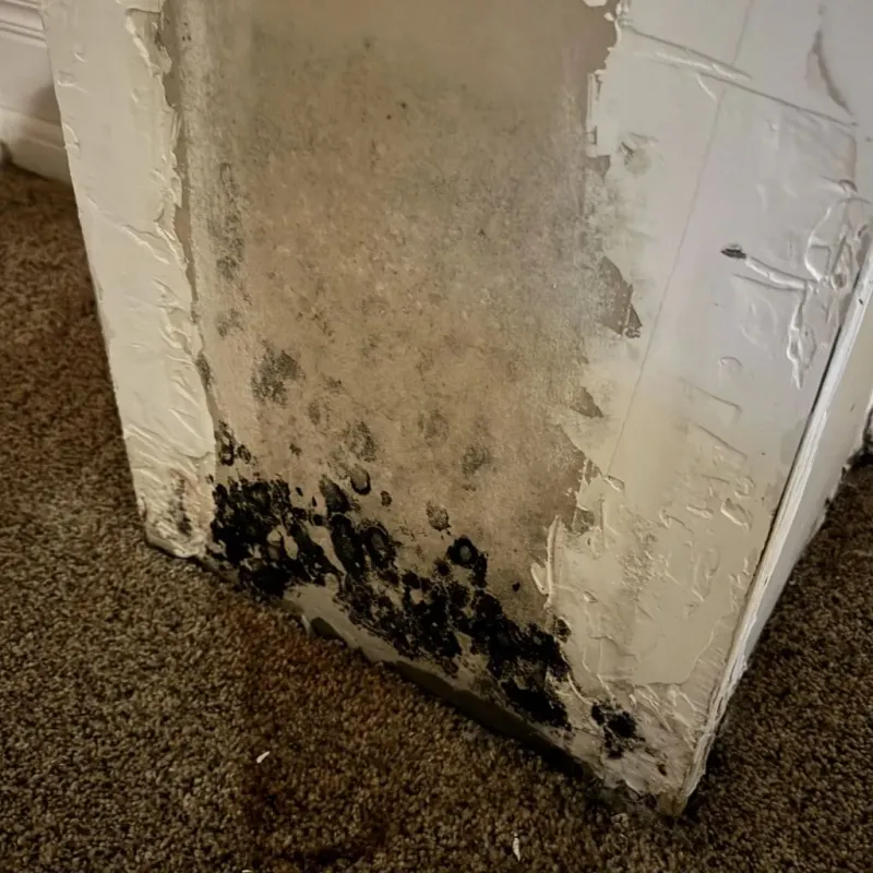Professional Mold Removal in Antioch, CA